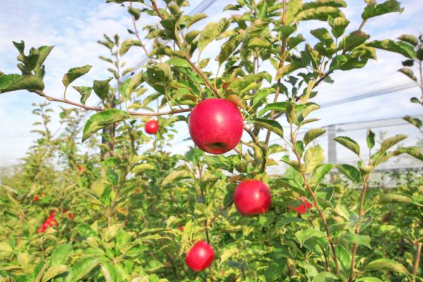 pommes vergers herbauges