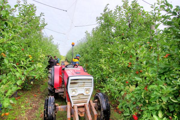 lutte contre les insectes dans pommiers