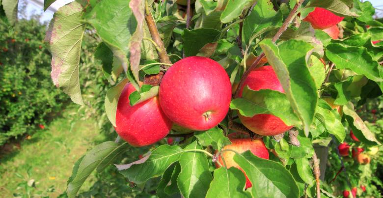 Les13 variétés de pommes de nos vergers