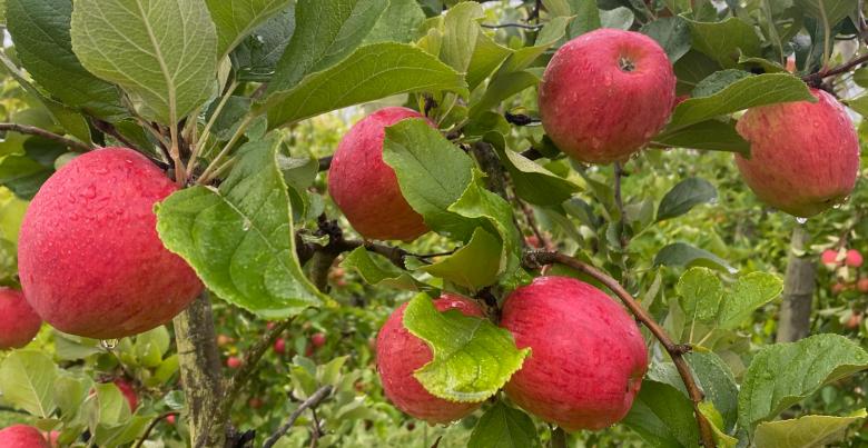 Les13 variétés de pommes de nos vergers