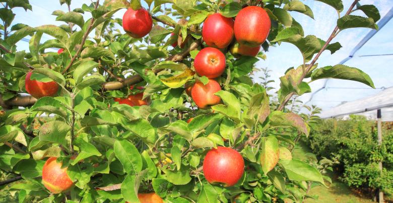 Les13 variétés de pommes de nos vergers