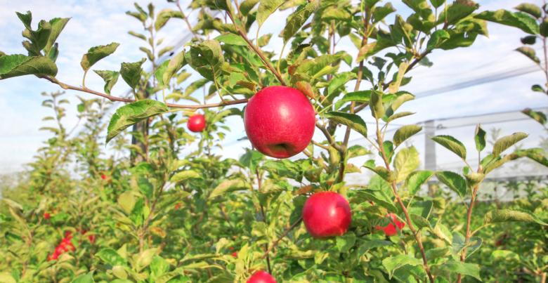 Les13 variétés de pommes de nos vergers