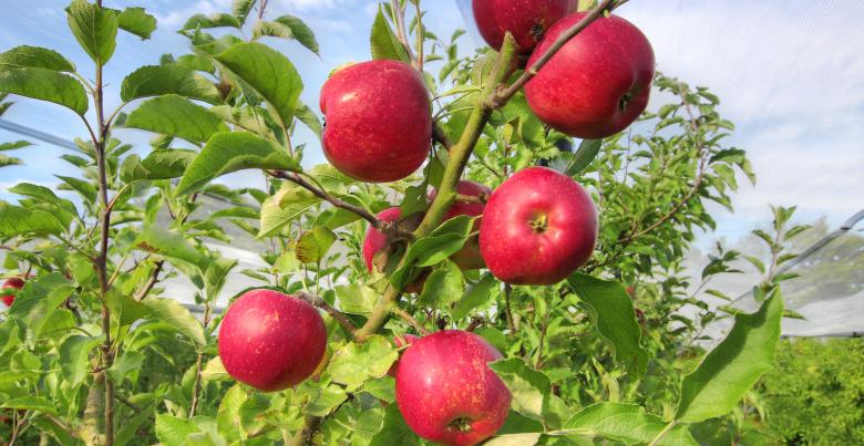 Pommes BIO TOPAZE des Vergers des Savoies, acidulée, sucrée, croquante