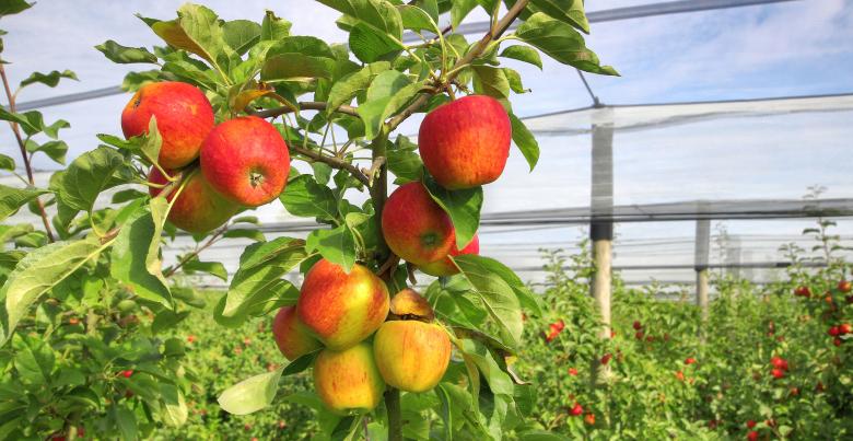 Les13 variétés de pommes de nos vergers