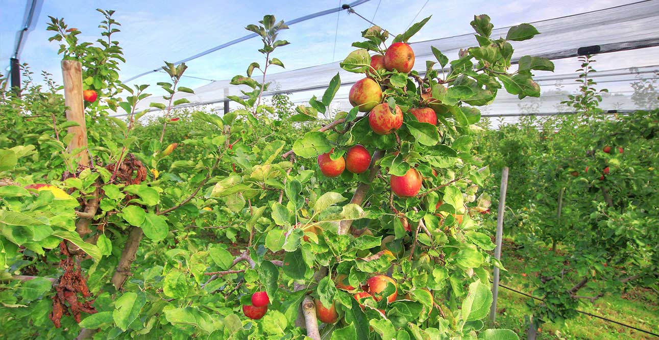 Belle de Boskoop - pommes vente directe loire atlantique - st aignan grandlieu 44860