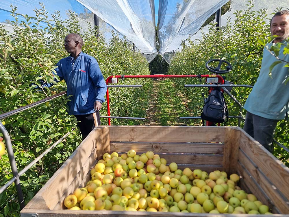 Bouaye Ramassage pommes vergers herbauges 44860