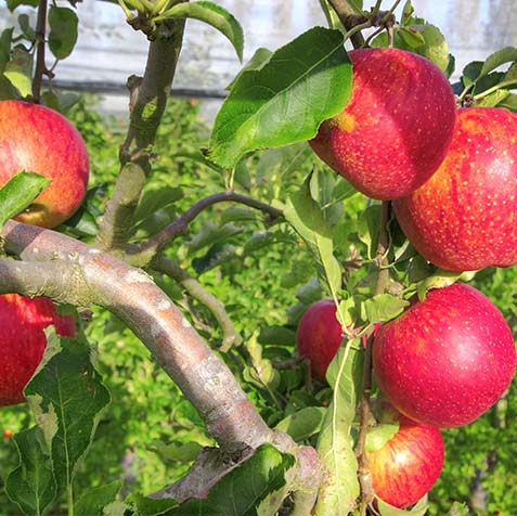 Cueillette pommes Nantes - Vergers Herbauges - Lac de Grand Lieu