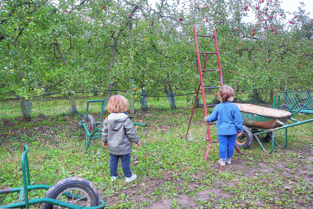 Cueillette de pommes enfants - Pornic route Nantes - Vergers Herbauges 44860