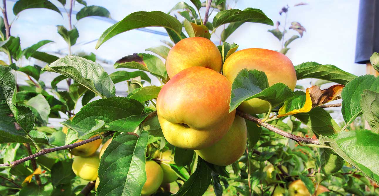 Cueillette pommes Saint Aignan Grand Lieu - 44860 - Golden Rosée ou Leratess