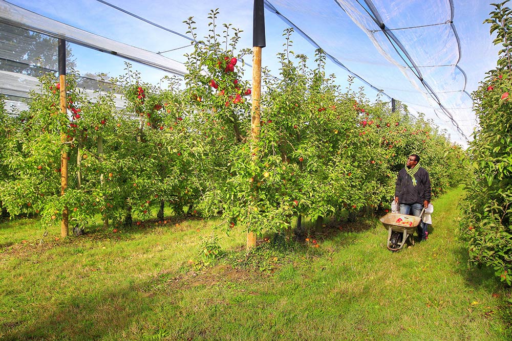 Cueillette pommes Vergers Nantes Sud Loire 44860 - Vergers d'Herbauges