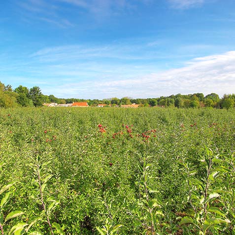 Enherbement vergers pommes Pont-Saint- Martin, Lac de Grand Lieu, Vergers d'herbauges
