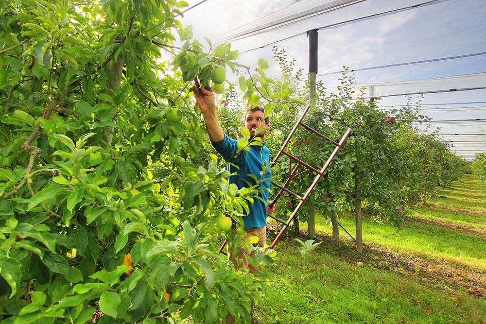 Loire Atlantique pommes - vente directe nantes sud loire - 44860