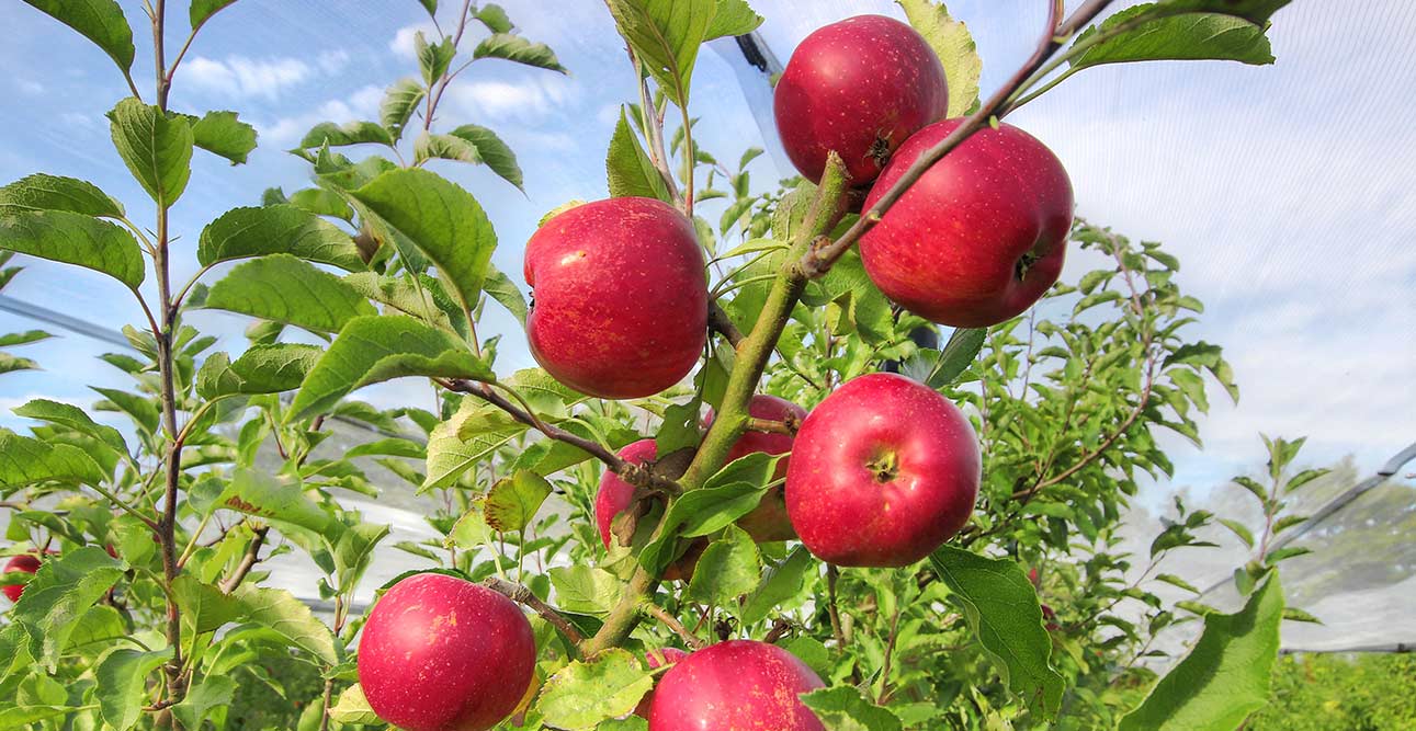 Melrose sainte pazanne cueillette pommes vergers herbauges 44860