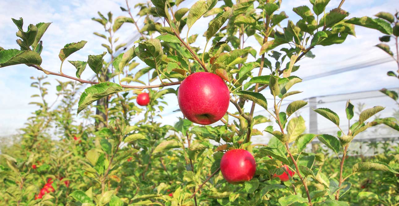 Nantes cueillette pommes Idared Vergers Saint Aignan 44860