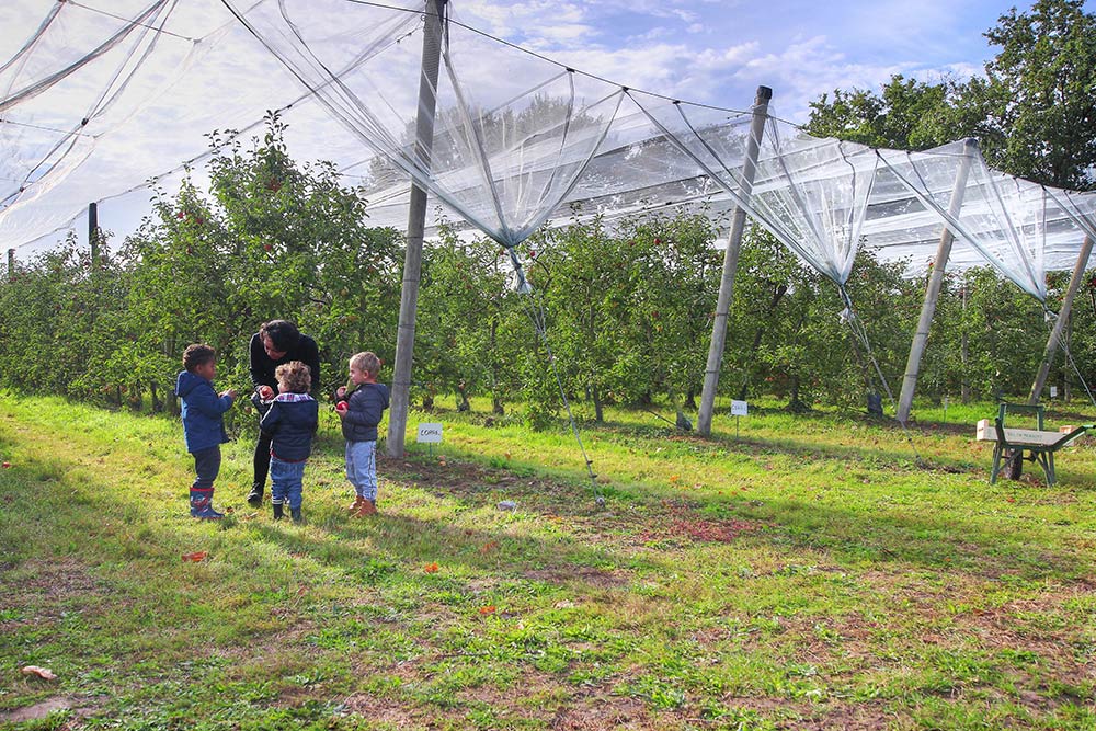 Nantes cueillette pommes saint aignan de grand lieu 44860