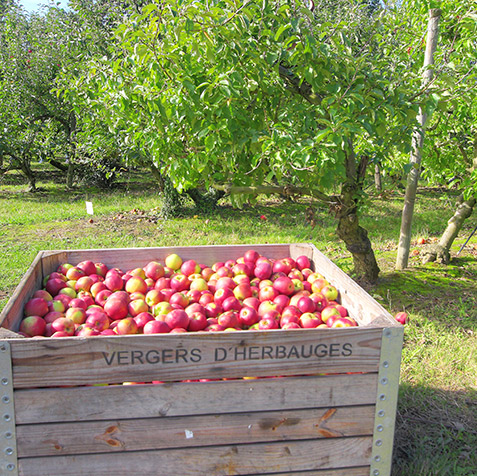 Nantes vente directe pommes - Vergers Herbauges 44860 Grand Lieu