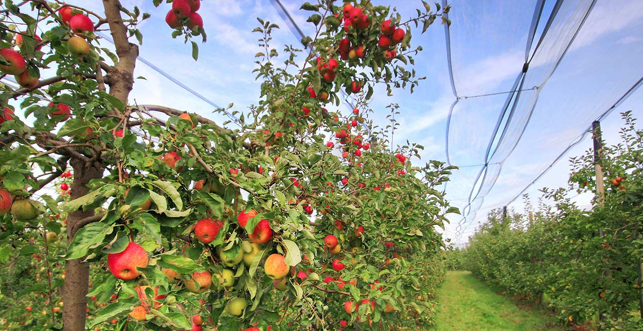Pomme Elstar - Saint-Aignan de Grand Lieu aux Vergers d'Herbauges