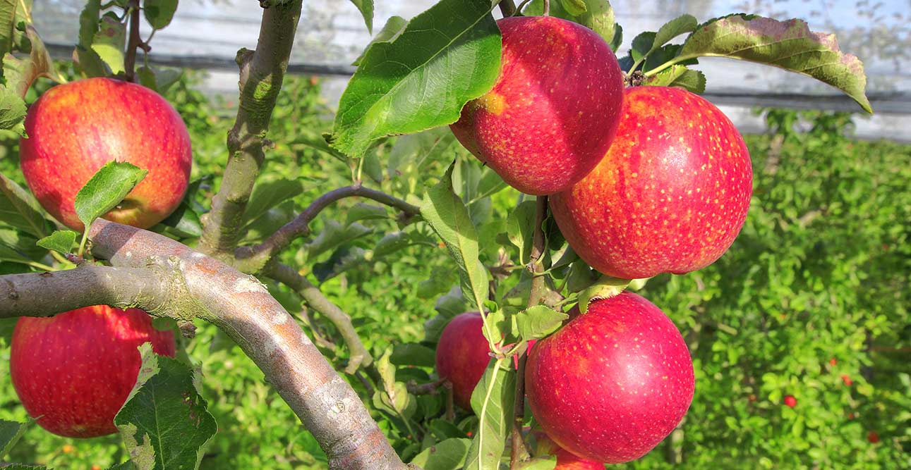 pommes bouaye vergers herbauges jonagored 44860 - cueillette pommes