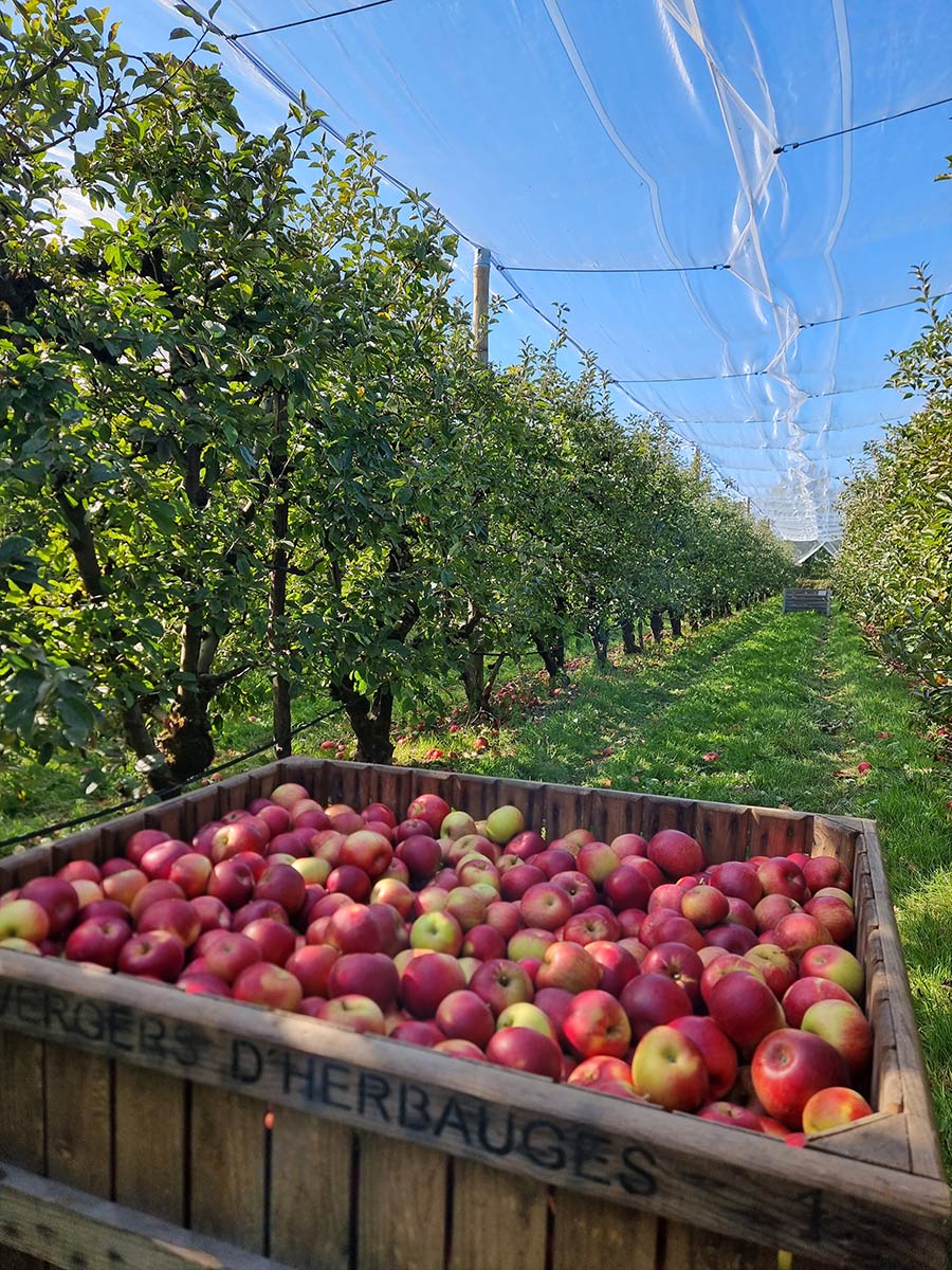 Pommes la chevroliere vergers herbauges st aignan grandlieu
