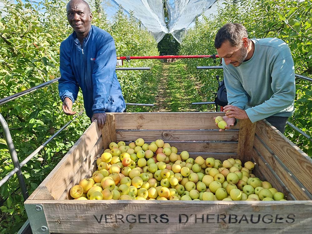 Pommes La Montagne - Vergers herbauges st aignan grandlieu