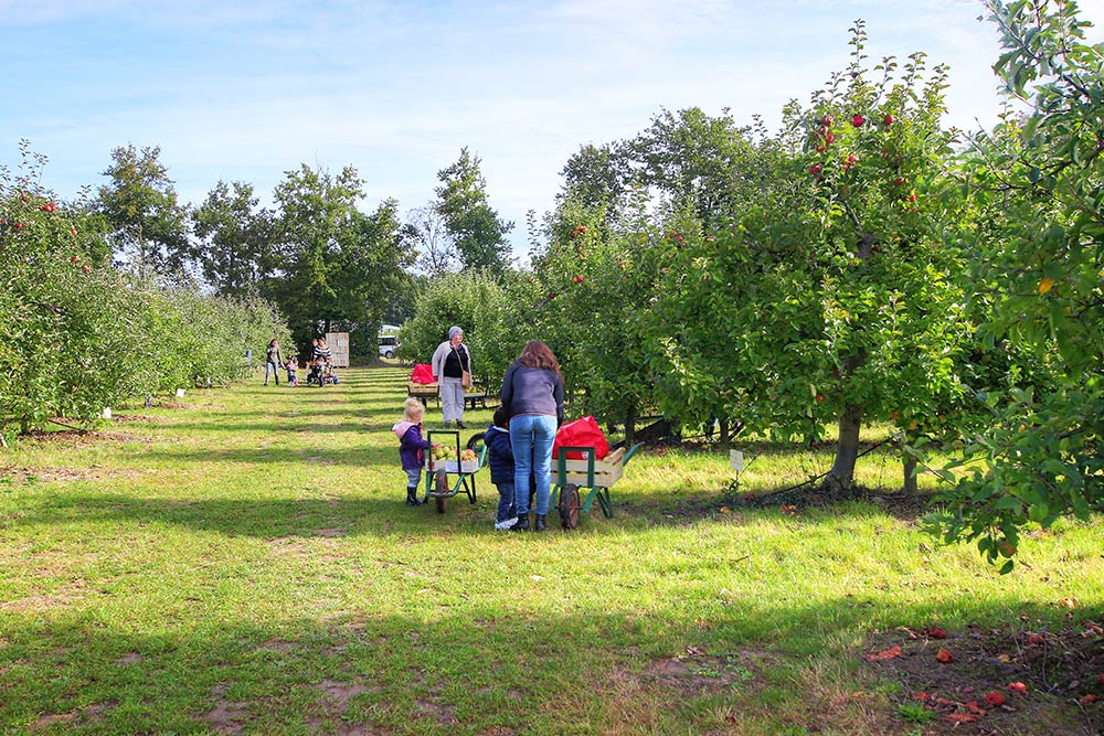 pommes loire atlantique - cueillette nantes sud loire 44860 - vergers d'herbauges