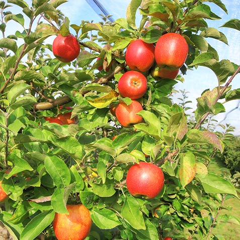 Pommes Bouaye Vente directe Vergers herbauges 44860 bouguenais pont st martin