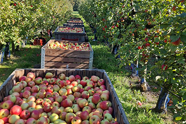 Pommes Nantes sud Loire - Vergers d'Herbauges à St-Aignan de Grand Lieu