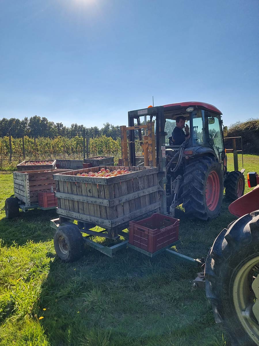 Pommes Saint-Aignan-de-Grand-Lieu - vente directe vergers herbauges