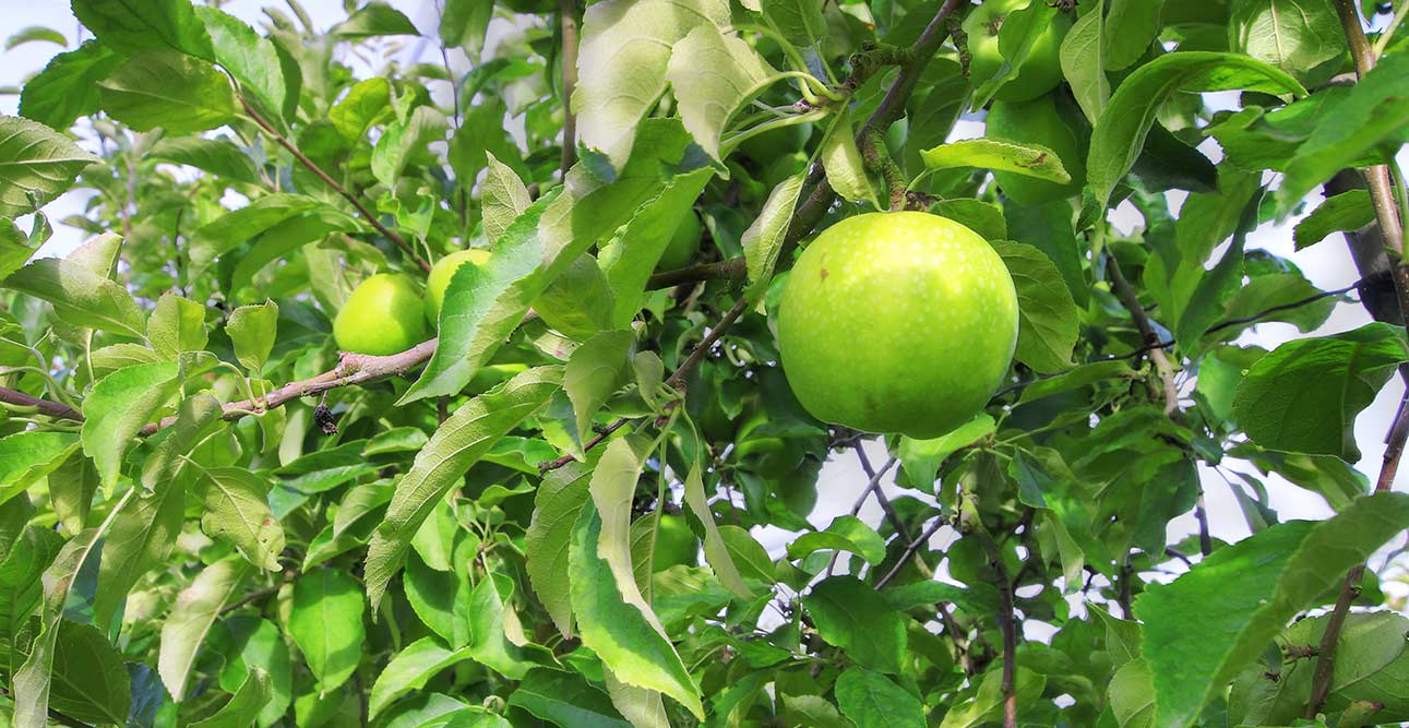 Pommes vente directe Loire Atlantique Lac de Grand Lieu - Granny 44860