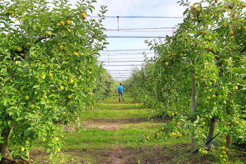 pommes vente directe - vergers st aignan grandlieu 44860 - Vergers herbauges