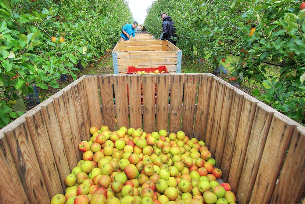 Pont saint martin vergers d'herbauges Cueillette pommes