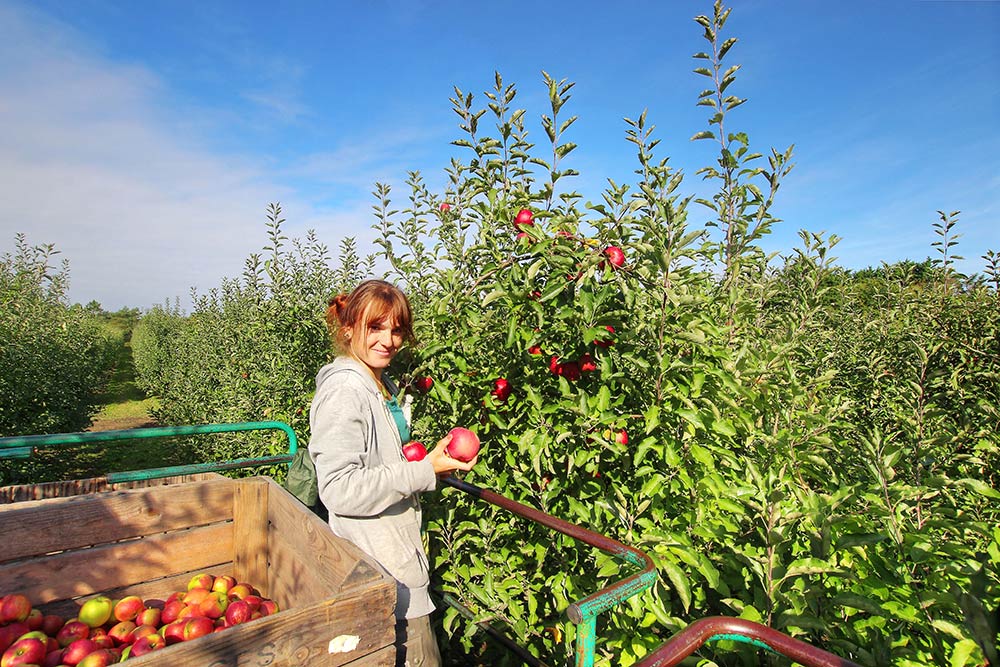 Ramassage pommes vergers herbauges bouguenais bouaye