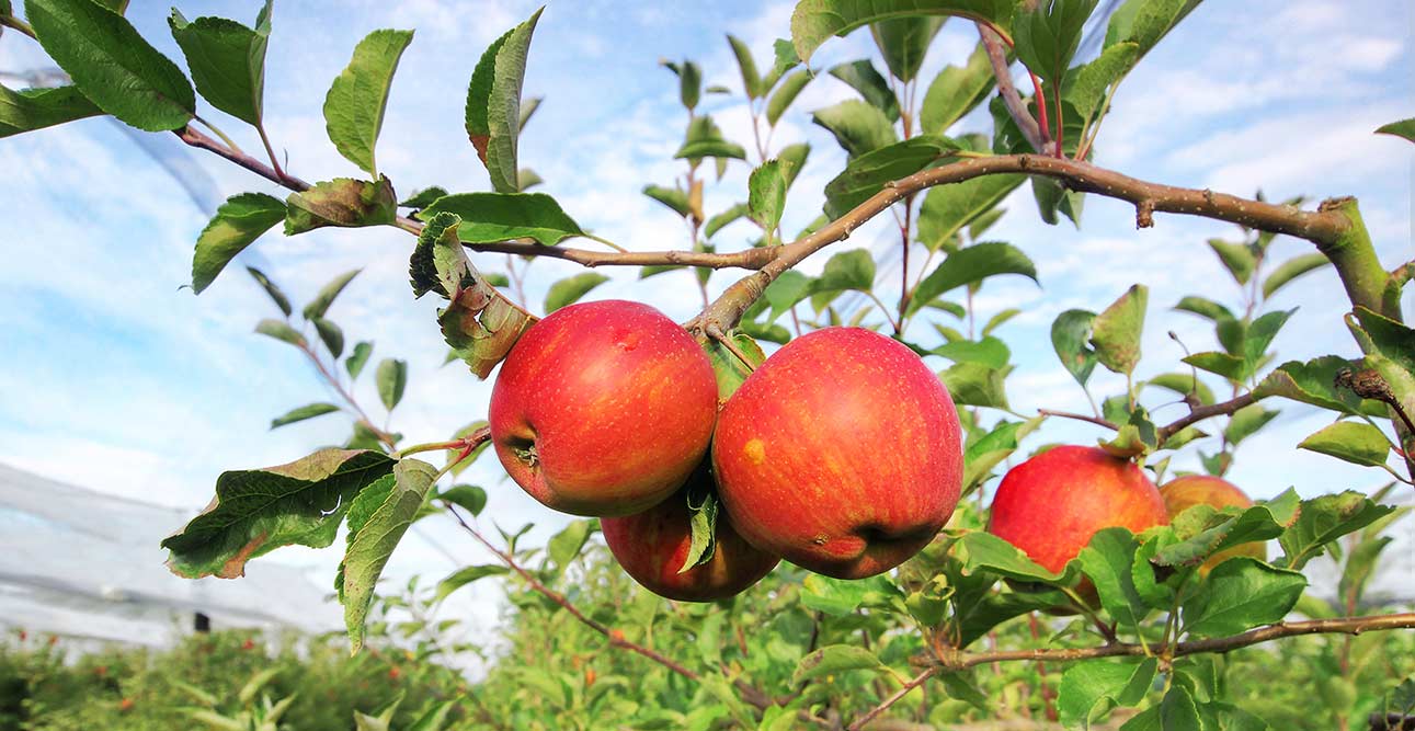 Rubinette Bouguenais vergers herbauges cueillette pommes 44860