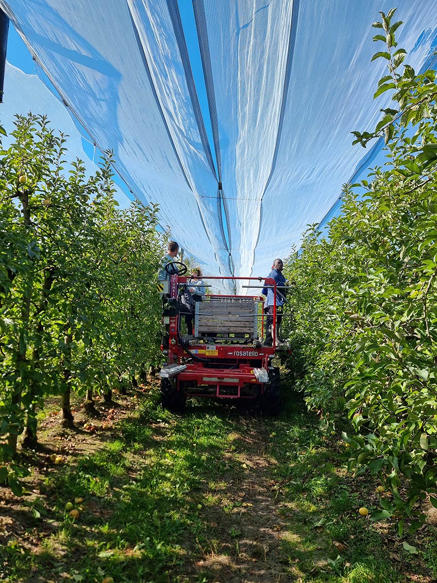 Saint Aignan Grandlieu - Vergers d'herbauges 44860