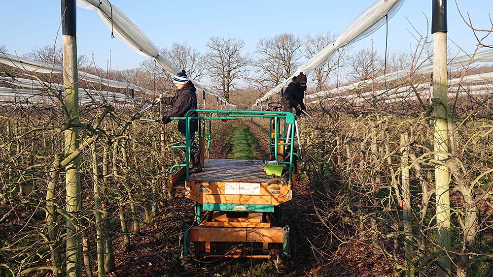 Taille vergers bouaye - bouguenais pommes cueillette 44830