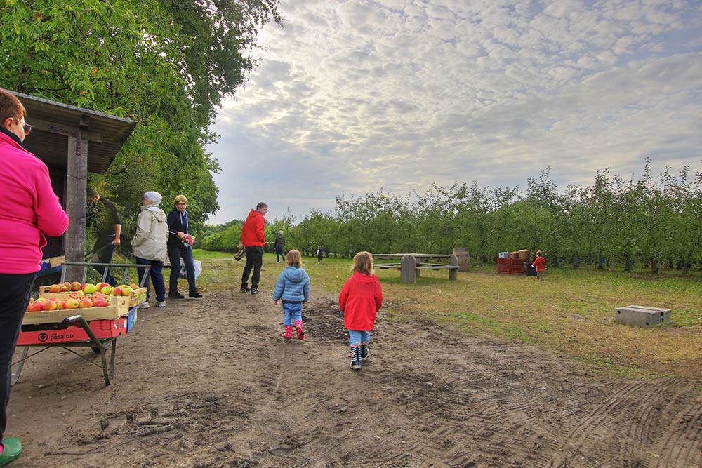 Vente directe pommes chauvé - Saint aignan de grand lieu