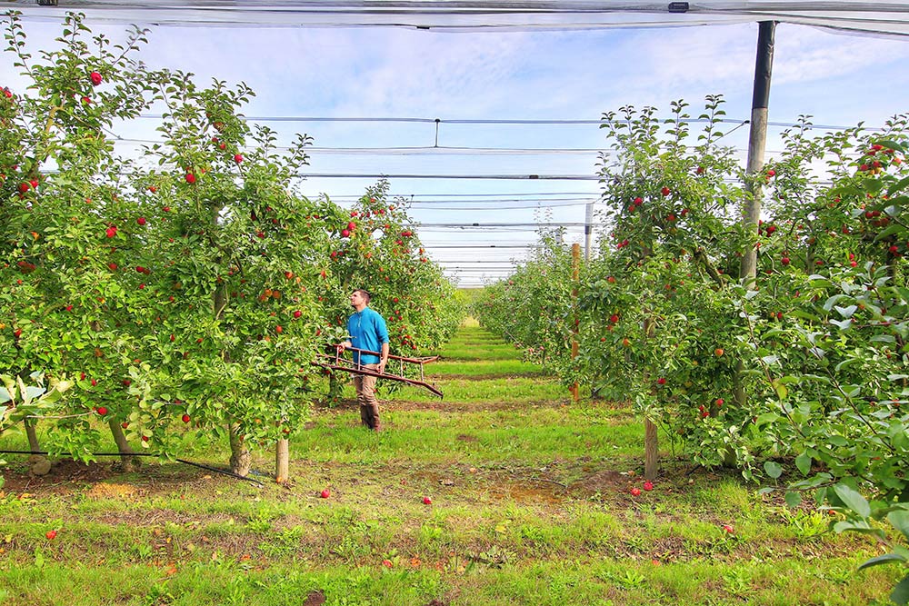 vente directe pommes loire atlantique - 44860 vergers herbauges St aignan grandlieu