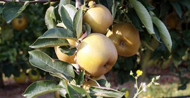 Vente directe pommes loire atlantique - St Aignan de Grand lieu - 44860 reinette du canada