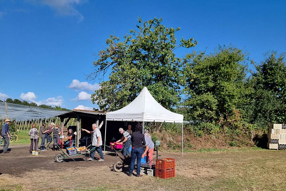 vente directe pommes st aignan de grand lieu - vergers herbauges