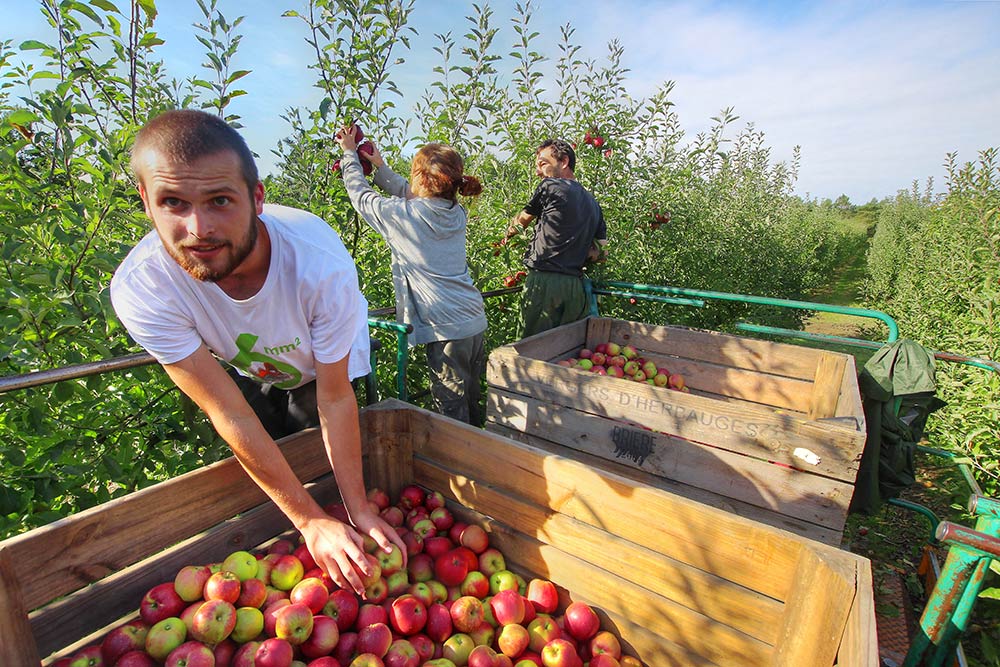Vente pommes Lac de Grand Lieu - Vergers d'Herbauges