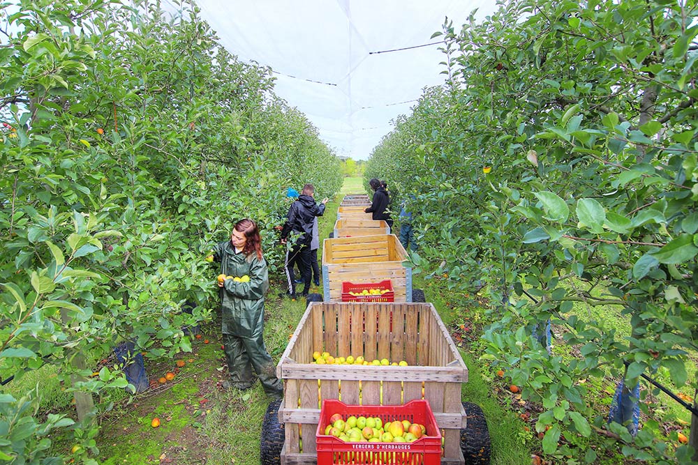 Vente pommes St Aignan Grand Lieu - Les Vergers d'Herbauges