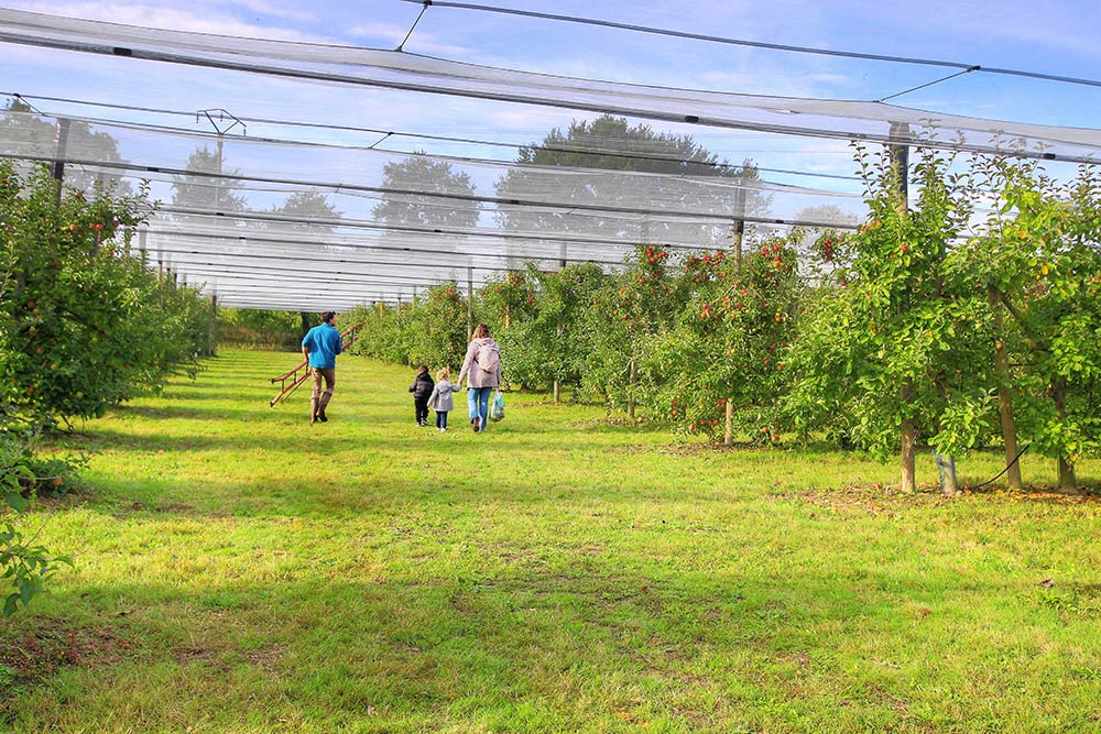 vergers herbauges 44860 cueillette pommes saint aignan grand lieu - remplace Chauvé
