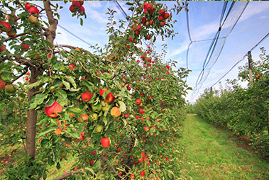 Vergers d'Herbauges Bouaye - Pommes Saint Aignan de Grand Lieu