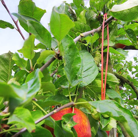 Vergers d'Herbauges - Pommes en agriculture raisonnée près de Bouguenais