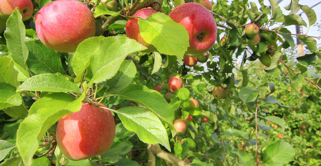 Vergers Herbauges - Vente directe de pommes Fuji - St Aignan Grandlieu 44860