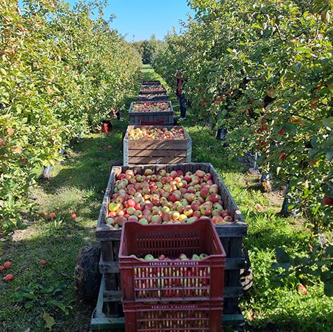 Vergers Pornic - Pommes Nantes Sud Loire - Vergers d'herbauges